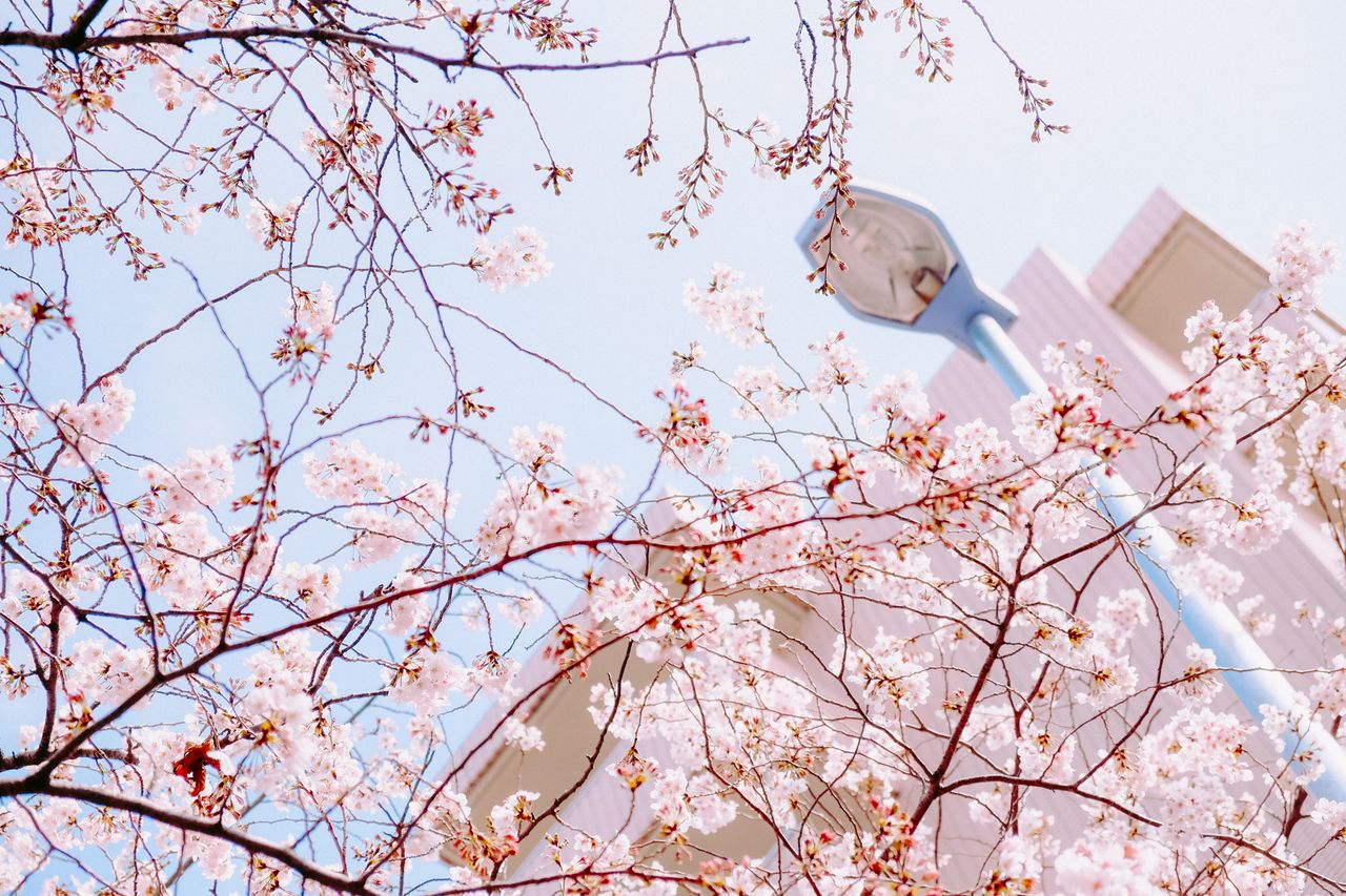 (C)ソニー写真部