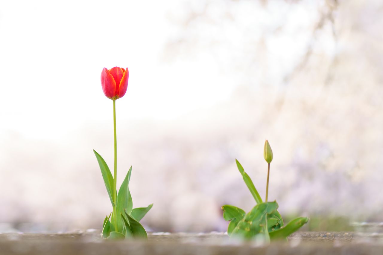 (C)ソニー写真部