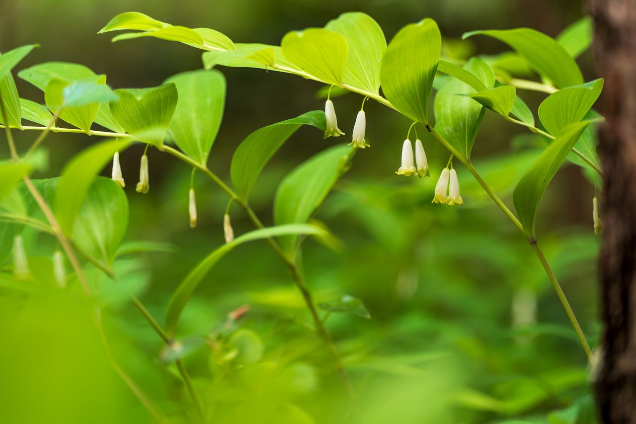 (C)ソニー写真部